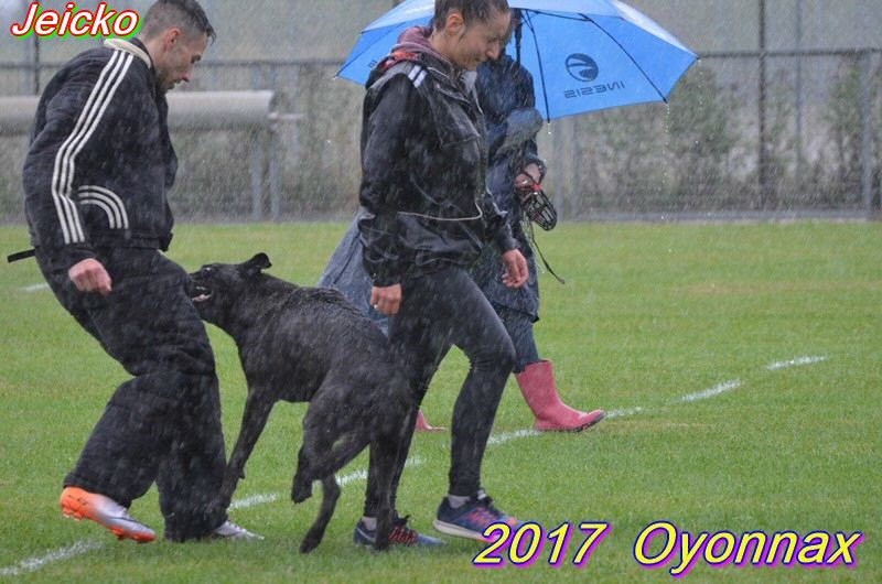 2017 ring oyo Jeicko-Caro et Thibault ...et la pluie.jpg
